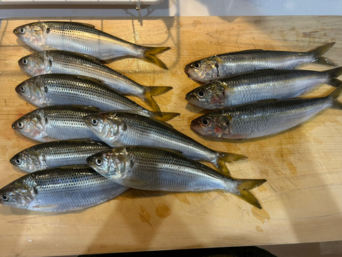 コノシロの釣果