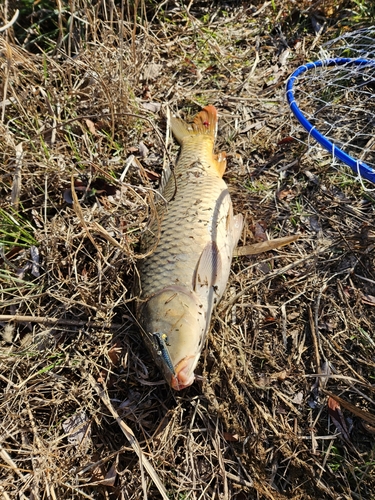 コイの釣果