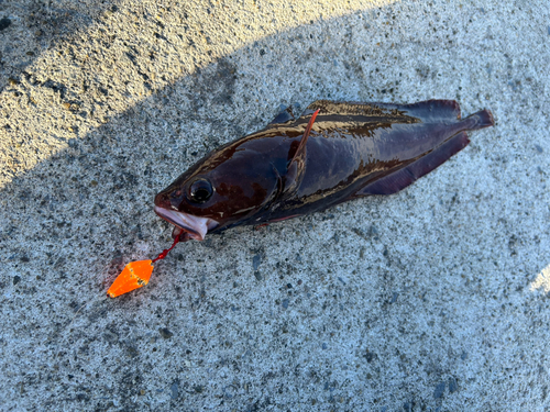 ドンコの釣果