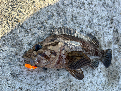 ソイの釣果