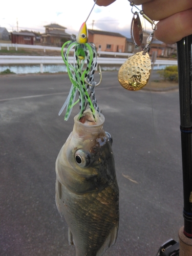 フナの釣果