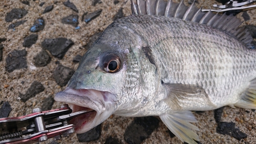 キビレの釣果