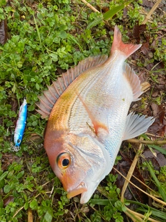 レンコダイの釣果