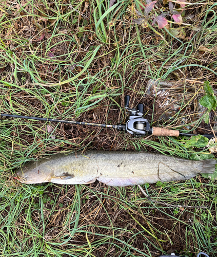 ナマズの釣果