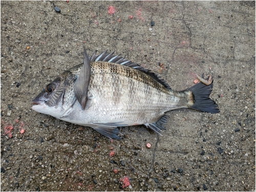 チヌの釣果