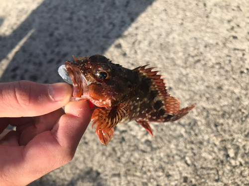 カサゴの釣果