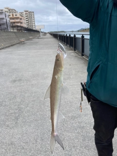 エソの釣果