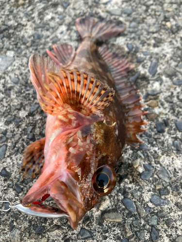 カサゴの釣果