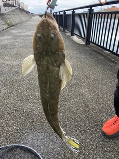 コチの釣果