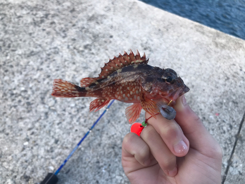 カサゴの釣果