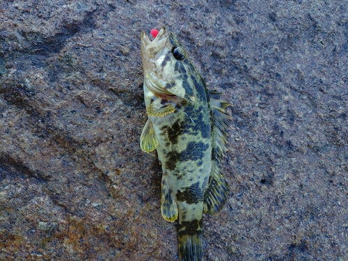 タケノコメバルの釣果