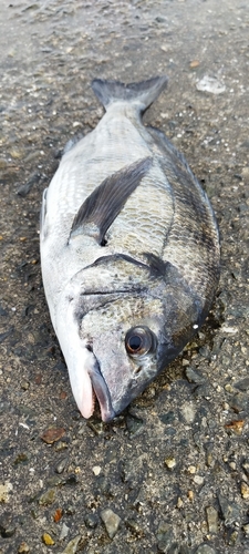 チヌの釣果