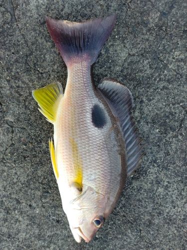 クロホシフエダイの釣果