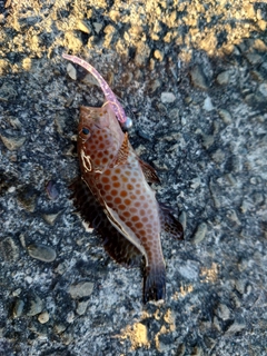 オオモンハタの釣果