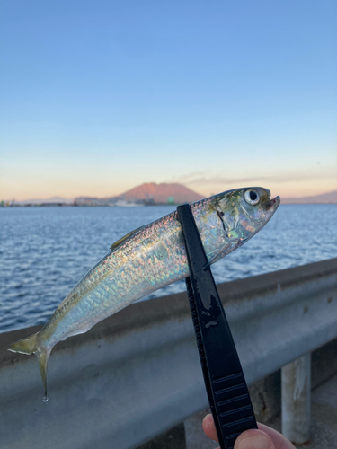 イワシの釣果