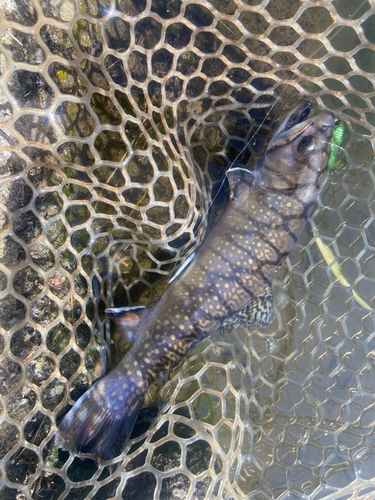 トラウトの釣果