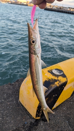 カマスの釣果