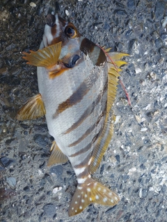 タカノハダイの釣果