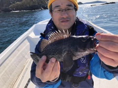 ソイの釣果