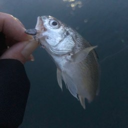 太郎王子の釣果