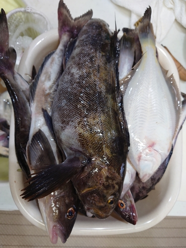 ホッケの釣果