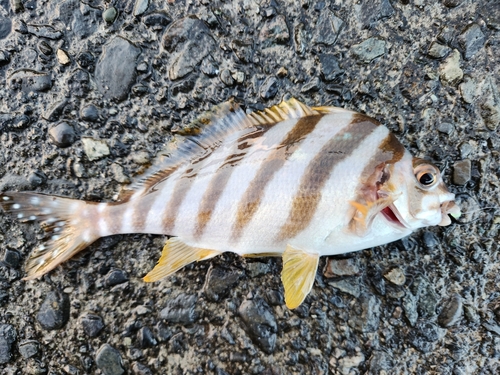 タカノハダイの釣果