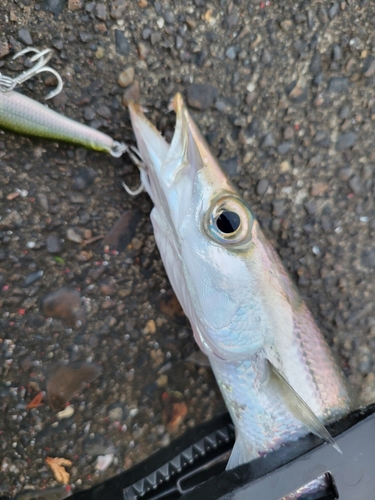 カマスの釣果