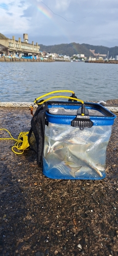 カマスの釣果