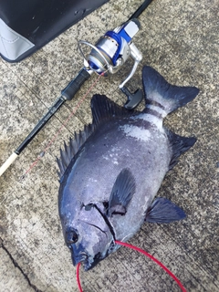 イシダイの釣果