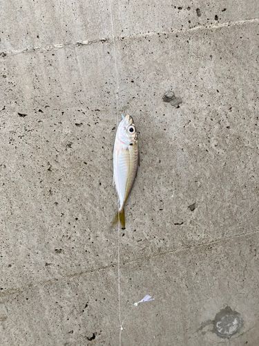 マアジの釣果