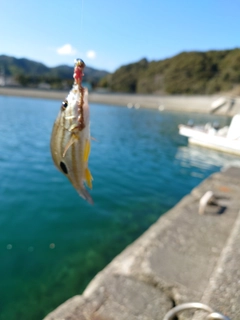 クロホシフエダイの釣果