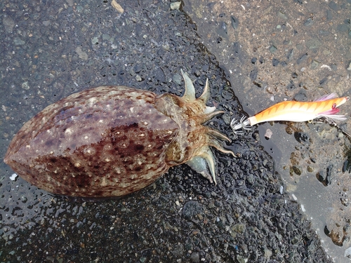 コウイカの釣果