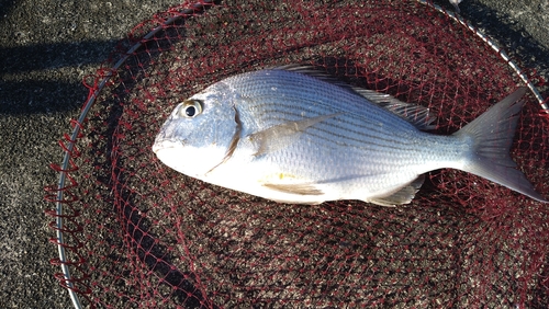 ヘダイの釣果