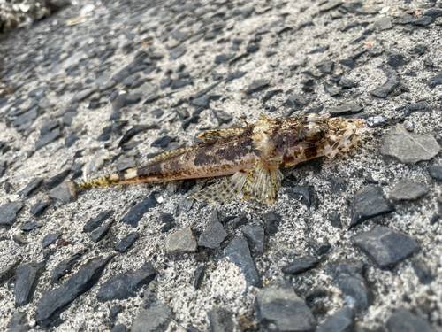 ワニゴチの釣果