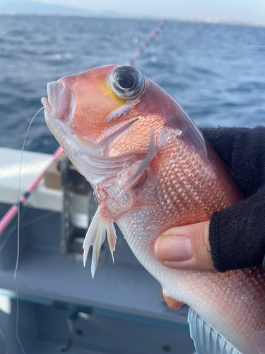 アカアマダイの釣果