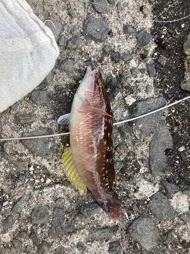 ホシササノハベラの釣果