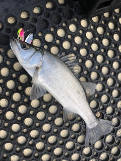 セイゴ（ヒラスズキ）の釣果