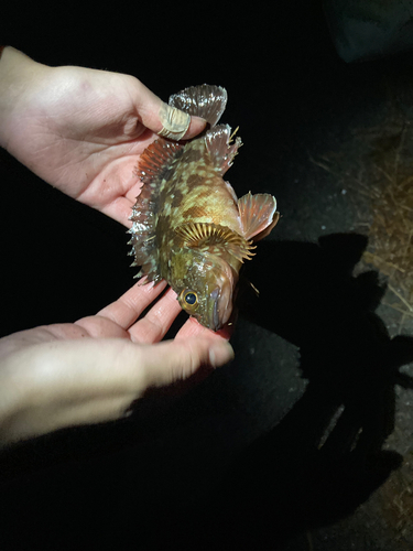 カサゴの釣果