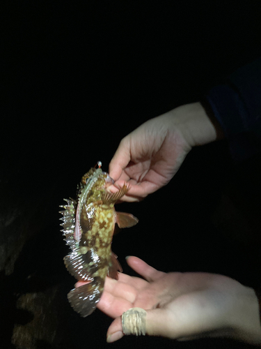 カサゴの釣果