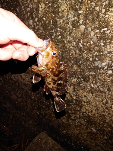 カサゴの釣果