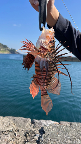 ミノカサゴの釣果