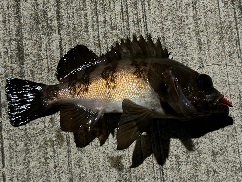 メバルの釣果