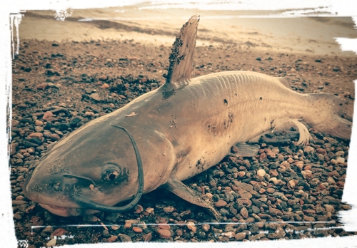 アメリカナマズの釣果