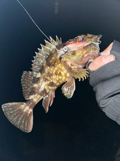 カサゴの釣果