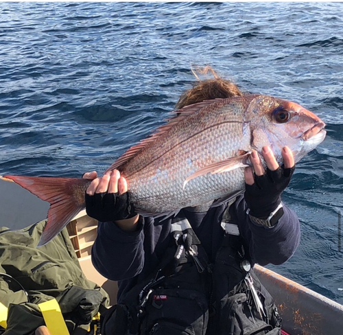 タイの釣果