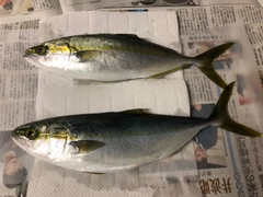 ツバイソの釣果