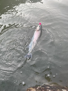 ニジマスの釣果