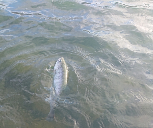 サクラマスの釣果