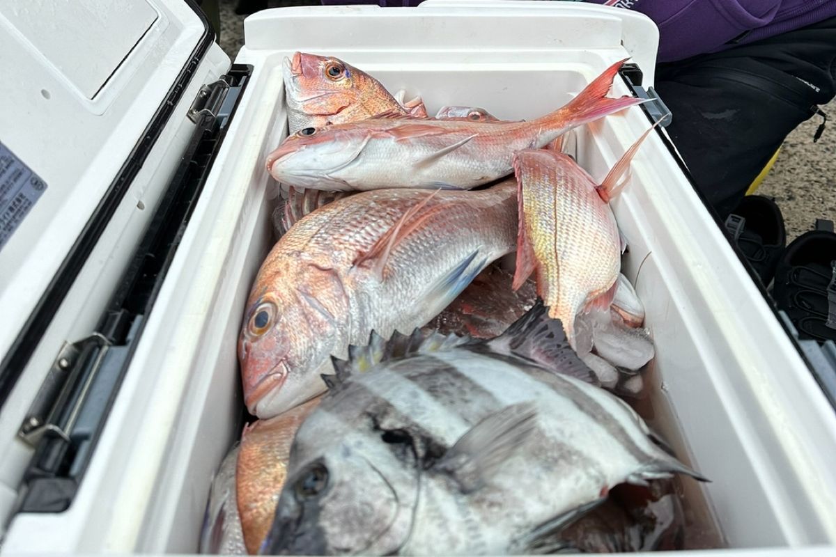 釣りキチ爺さんスーさんの釣果 2枚目の画像