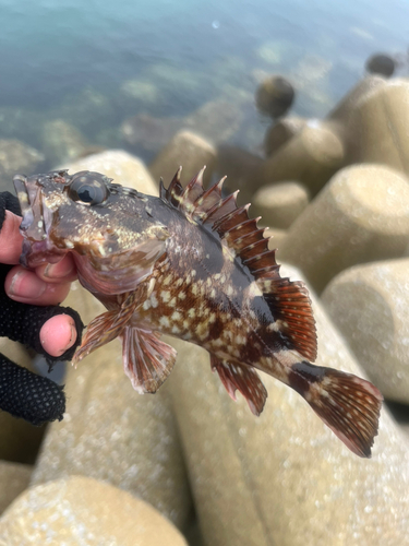 カサゴの釣果